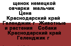 щенок немецкой овчарки (мальчик) › Цена ­ 5 000 - Краснодарский край, Геленджик г. Животные и растения » Собаки   . Краснодарский край,Геленджик г.